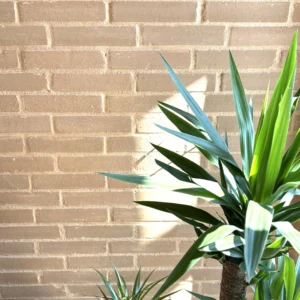 Briques de terre crue